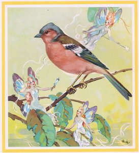 Chaffinch by G. Brooks